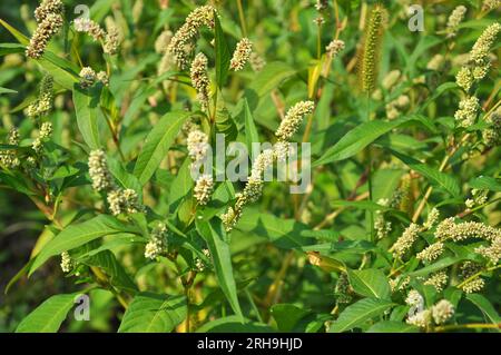 Erbaccia Persicaria lapathifolia cresce in un campo tra le colture agricole. Foto Stock