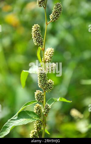 Erbaccia Persicaria lapathifolia cresce in un campo tra le colture agricole. Foto Stock