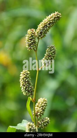 Erbaccia Persicaria lapathifolia cresce in un campo tra le colture agricole. Foto Stock