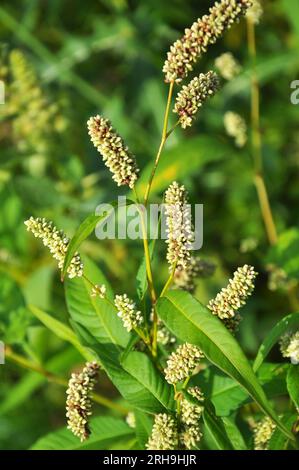 Erbaccia Persicaria lapathifolia cresce in un campo tra le colture agricole. Foto Stock