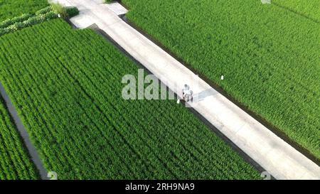 HUAI'AN, CINA - 15 AGOSTO 2023 - Una trappola boreale è allestita in un campo ad alto rendimento di una fattoria a conduzione familiare a hai'an, provincia di Jiangsu, Cina, 15 agosto 2023. Foto Stock