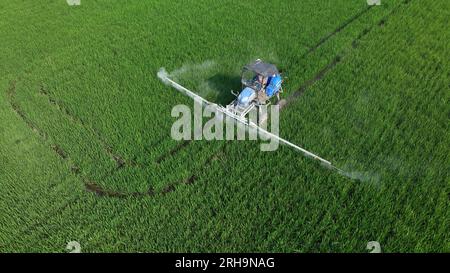 HUAI'AN, CINA - 15 AGOSTO 2023 - gli agricoltori guidano macchine per la protezione delle piante al calore per controllare parassiti e malattie nei campi di riso a hai'An City, J Foto Stock