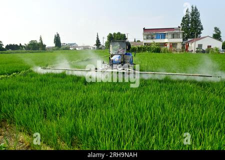 HUAI'AN, CINA - 15 AGOSTO 2023 - gli agricoltori guidano macchine per la protezione delle piante al calore per controllare parassiti e malattie nei campi di riso a hai'An City, J Foto Stock