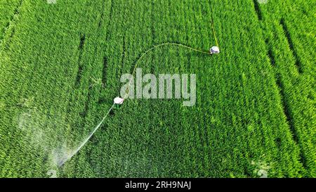 HUAI'AN, CINA - 15 AGOSTO 2023 - gli agricoltori guidano macchine per la protezione delle piante al calore per controllare parassiti e malattie nei campi di riso a hai'An City, J Foto Stock