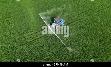 HUAI'AN, CINA - 15 AGOSTO 2023 - gli agricoltori guidano macchine per la protezione delle piante al calore per controllare parassiti e malattie nei campi di riso a hai'An City, J Foto Stock