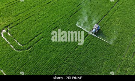 HUAI'AN, CINA - 15 AGOSTO 2023 - gli agricoltori guidano macchine per la protezione delle piante al calore per controllare parassiti e malattie nei campi di riso a hai'An City, J Foto Stock