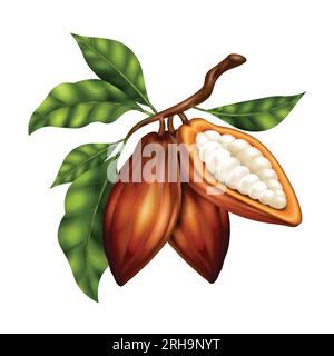 Fagioli di cacao marroni realistici su ramoscello verde su sfondo bianco illustrazione vettoriale Illustrazione Vettoriale