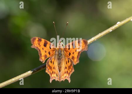 Una bellissima farfalla di Polygonia c-album su un ramo di gelsomino verde Foto Stock