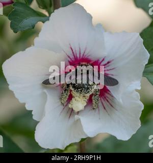 Una grande ape da falegname all'interno di un bellissimo fiore di ibisco bianco è completamente ricoperta di polline Foto Stock