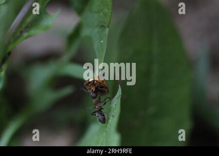 ant in giardino con un ladybug Foto Stock