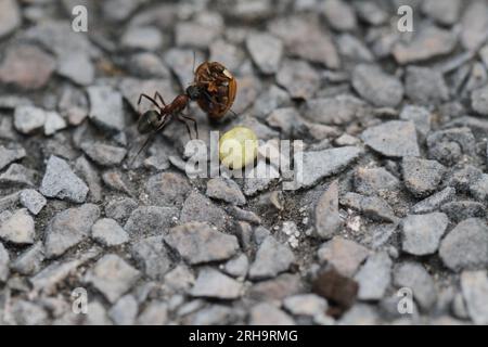 ant in giardino con un ladybug Foto Stock