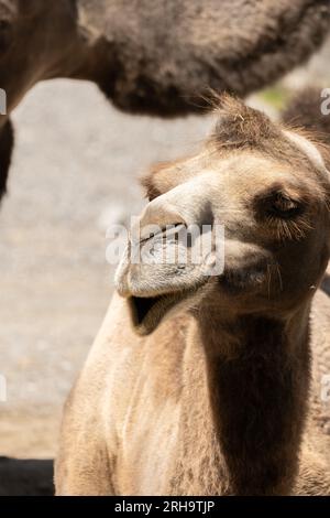 Zurigo, Svizzera, 3 agosto 2023 Wild Bactrian Camel o Camelus Ferus F. Bactriana con una divertente faccia sorridente allo zoo Foto Stock