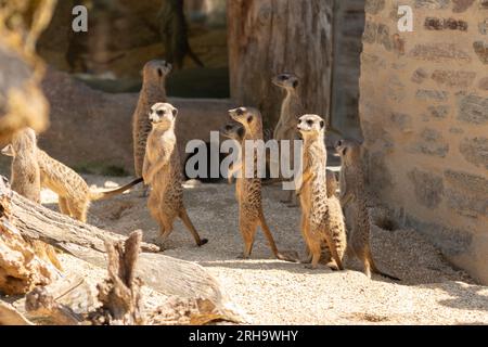 Zurigo, Svizzera, 3 agosto 2023 Meerkat o Suricata Suricatta in una giornata di sole allo zoo Foto Stock