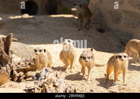 Zurigo, Svizzera, 3 agosto 2023 Meerkat o Suricata Suricatta in una giornata di sole allo zoo Foto Stock