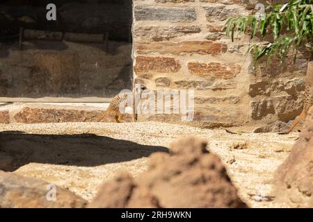 Zurigo, Svizzera, 3 agosto 2023 Meerkat o Suricata Suricatta in una giornata di sole allo zoo Foto Stock