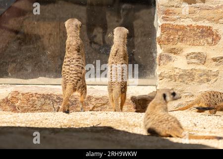 Zurigo, Svizzera, 3 agosto 2023 Meerkat o Suricata Suricatta in una giornata di sole allo zoo Foto Stock