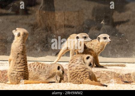 Zurigo, Svizzera, 3 agosto 2023 Meerkat o Suricata Suricatta in una giornata di sole allo zoo Foto Stock