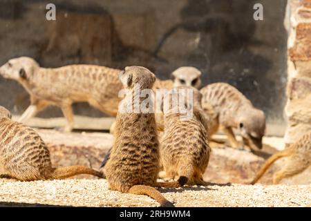 Zurigo, Svizzera, 3 agosto 2023 Meerkat o Suricata Suricatta in una giornata di sole allo zoo Foto Stock