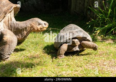 Zurigo, Svizzera, 3 agosto 2023 Tartaruga delle Galapagos o Chelonoidis Nigra in una giornata di sole allo zoo Foto Stock