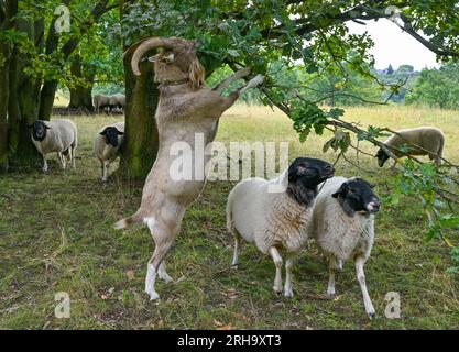 Lebus, Germania. 15 agosto 2023. All'ombra di un albero, una capra billy cerca foglie di quercia succosi con un tempo di 30 gradi Celsius in un prato vicino al confine tedesco-polacco fiume Oder e deve stare sulle sue gambe posteriori. Credito: Patrick Pleul/dpa/Alamy Live News Foto Stock