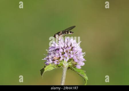 Meliscaeva auricollis, mosche hoverfly di famiglia (Syrphidae) su fiore di menta d'acqua Mentha aquatica, famiglia Lamiaceae. Estate, agosto, olandese Foto Stock