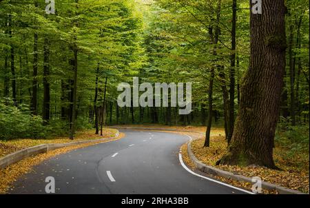 Strada attraverso la foresta verde. Strada tortuosa nel bosco: Inizio autunno nella foresta nera. Foto Stock