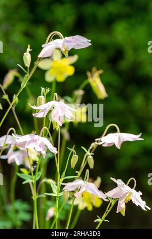 Aquilegia vulgaris nomi comuni includono: Europeo colombina, comune colombina, granny's nightcap, e granny's cofano Foto Stock