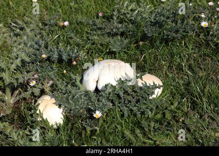 Un gruppo di funghi a cavallo molto grandi che crescono tra i Cardi sul fianco di una collina, apparentemente protetti dai Cardi. Foto Stock