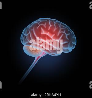 Cervello umano Foto Stock