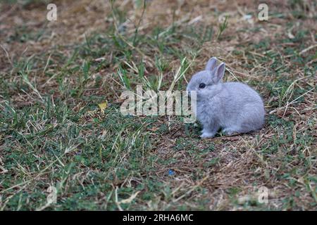 Coniglio nano dei Paesi Bassi seduto nel prato Foto Stock