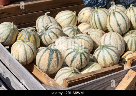 Meloni Charentais, maturo rotondo charentais miele cantaloupe meloni sul mercato locale in Provenza, Francia, primo piano Foto Stock