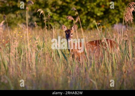 Capriolo Foto Stock