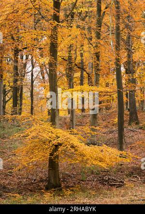 Peak Autumn Colour nella Wyre Forest vicino a Kidderminster, Worcestershire, Inghilterra Foto Stock