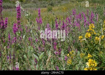 Paesaggio naturale colorato di fiori selvatici con aree verdi viola e gialle, Lythrum salicaria e Lysimachia vulgaris in un clima soleggiato Foto Stock