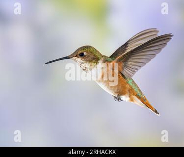 Immaturo maschio Rufous Hummingbird in volo Foto Stock