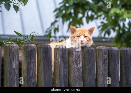 un enorme gatto rosso su una vecchia recinzione di legno sembra scontento Foto Stock