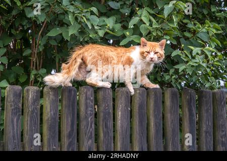 un enorme gatto rosso su una vecchia recinzione di legno sembra scontento Foto Stock