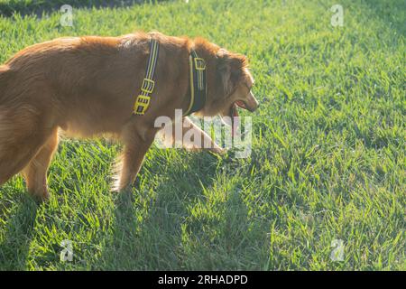 Cane all'aperto il giorno del sole Foto Stock