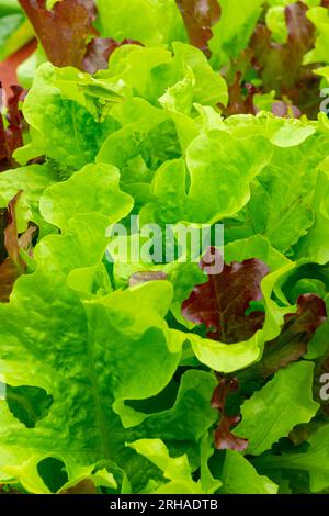 Vista ravvicinata delle foglie di piante di lattuga che crescono in un orto da cucina utilizzato per coltivare cibo. Foto Stock