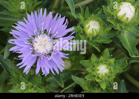 Vista dell'ampio fiore aperto di un laevis blu Stokesia e alcuni fiori ancora chiusi in un letto da giardino, vista dall'alto Foto Stock