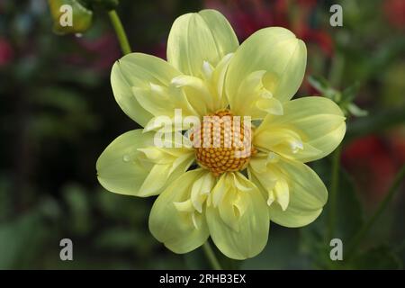 Primo piano di una splendida Collerette dahlia color giallo limone con vista diretta sul centro del fiore Foto Stock