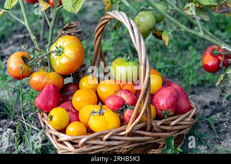 Cestino pieno di pomodori vicino alle piante di pomodoro. Foto Stock