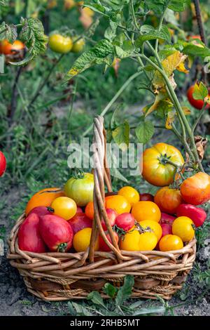 Cestino pieno di pomodori vicino alle piante di pomodoro. Foto Stock