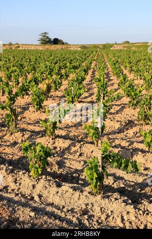 Jeunes pieds de vigne dans le vignoble de Saint-Émilion. Renouvellement de la vigne après arrachage des pieds de vigne trop vieux. Produzione de vin r Foto Stock