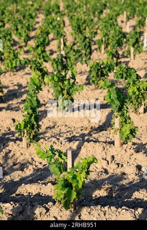 Jeunes pieds de vigne dans le vignoble de Saint-Émilion. Renouvellement de la vigne après arrachage des pieds de vigne trop vieux. Produzione de vin r Foto Stock