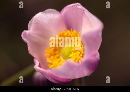 Il bellissimo Anemone giapponese in fiore nel nostro giardino in Una mattinata soleggiata Foto Stock