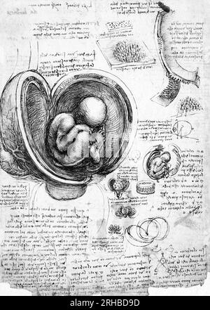 Gli studi di Leonardo da Vinci sul Foetus nel grembo materno, famoso dipinto. Originale da Wikimedia Commons. Foto Stock