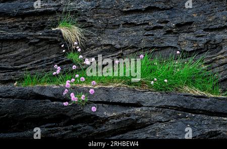 Sea Pinks on Rocks Elgol Isola di Skye Scozia Foto Stock