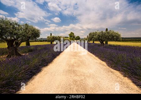 Strada con lavanda e ulivi a Coustellet. Vaucluse, Provenza, Francia Foto Stock