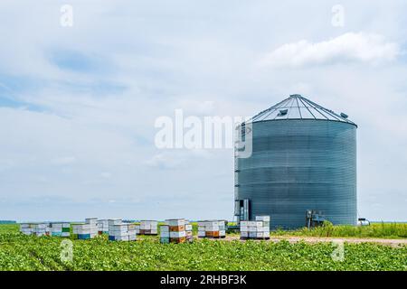 Scatole di api circondate da campi di canola nella campagna di Manitoba Canada. Le api sono importanti per l'industria della canola, in quanto gli agricoltori si affidano alle api per impollinarle Foto Stock